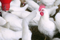 Ανησυχία από το κρούσμα της γρίπης των πτηνών στη Γαλλία