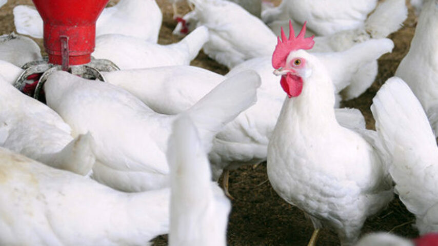 ΣΥΡΙΖΑ προς κυβέρνηση: Γιατί αφήνετε εκτός πλαισίου στήριξης τους πτηνοτρόφους παραγωγούς;