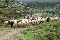 Απελπισμένοι κτηνοτρόφοι επιδιώκουν την καταστροφή των κοπαδιών τους