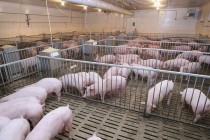 Στο 2015 παραπέμπει η Κομισιόν την ιδιωτική αποθεματοποίηση στο χοιρινό κρέας