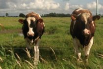 Νέα έκθεση ενοχοποιεί την κτηνοτροφία για τις εκπομπές αερίων