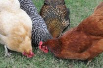 Οι καταναλωτές ζητούν κοτόπουλα χωρίς χημικά