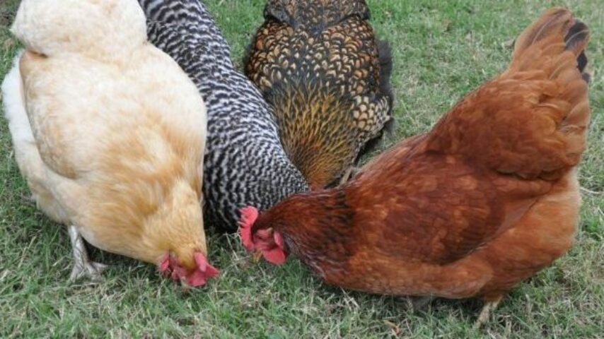 Οι καταναλωτές ζητούν κοτόπουλα χωρίς χημικά