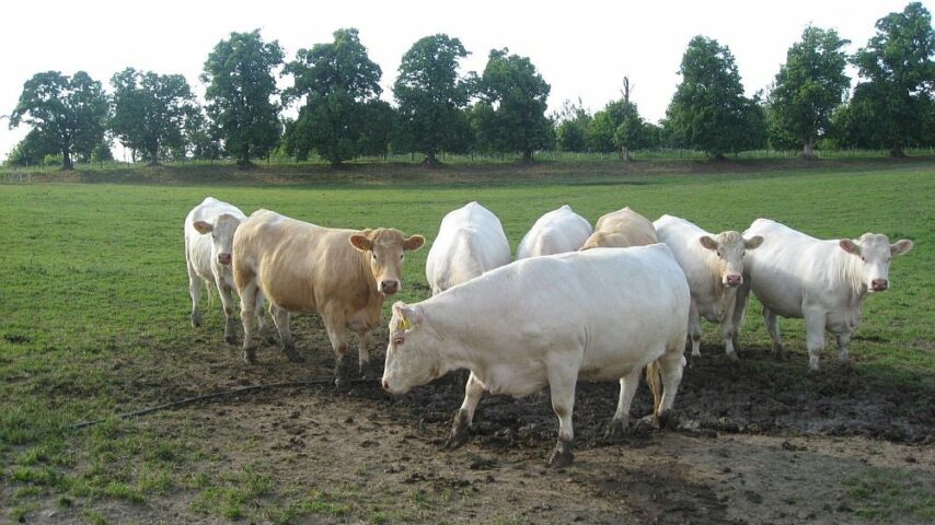 Εμβολιασμοί όλων των βοοειδών στον Έβρο για την οζώδη δερματίτιδα