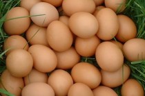 Και την ελληνοποίηση των αυγών θα ελέγχει ο ΕΛΓΟ