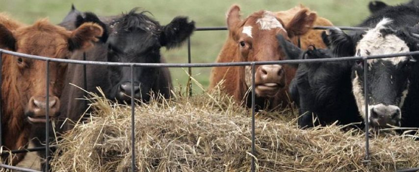 Συνεχή μείωση της κτηνοτροφίας καταγράφει η ΕΛΣΤΑΤ