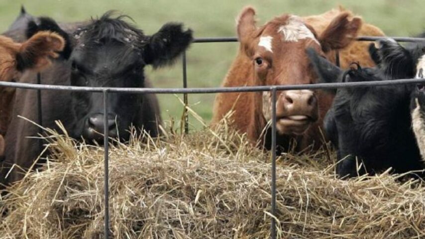 Εμπλοκή στην εισαγωγή ζώντων βοοειδών για πάχυνση