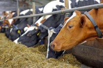 Ζητούν μέτρα για τα βοοειδή οι έμποροι της Μακεδονίας