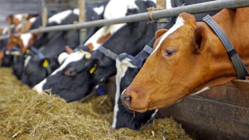 Ζητούν μέτρα για τα βοοειδή οι έμποροι της Μακεδονίας