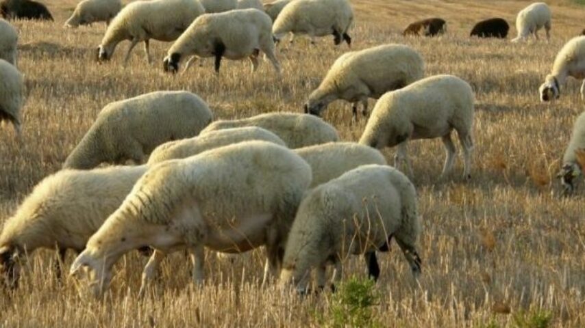 Meet the Lamb – πρόγραμμα προβολής πρόβειου κρέατος από την ΕΔΟΚ