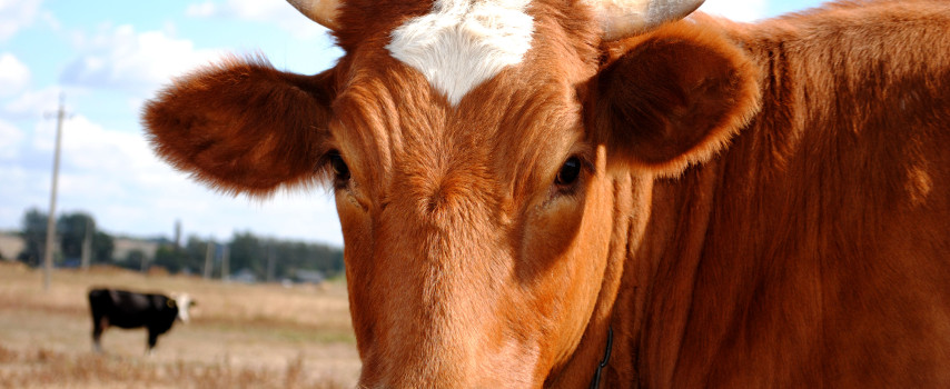 Λήξη απαγόρευσης για το ολλανδικό βοδινό στις ΗΠΑ