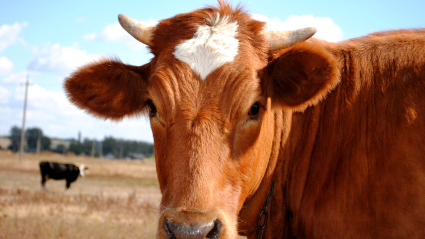 Απαγόρευση μετακίνησης βοοειδών στις Σέρρες λόγω οζώδους