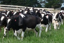 Υποτροφίες για νέους κτηνοτρόφους από τη ΔΕΛΤΑ και για το 2020