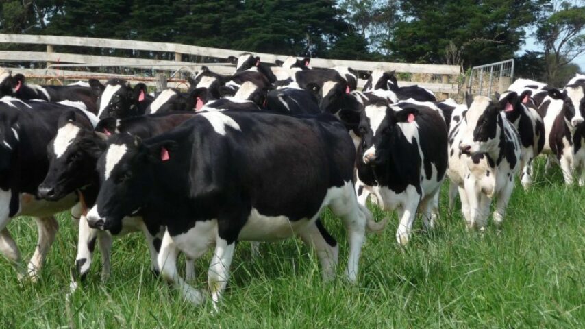 Υποτροφίες για νέους κτηνοτρόφους από τη ΔΕΛΤΑ και για το 2020