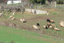 Κουπόνι 80 ευρώ στα νοικοκυριά για τον πασχαλινό οβελία, προτείνει ο πρόεδρος των κτηνοτρόφων Τυρνάβου