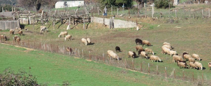 252 χιλ. € για τις πληγές που άφησε ο καταρροϊκός στους κτηνοτρόφους του Τυρνάβου προ εξαετίας
