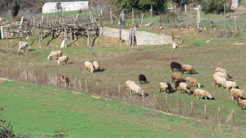 252 χιλ. € για τις πληγές που άφησε ο καταρροϊκός στους κτηνοτρόφους του Τυρνάβου προ εξαετίας
