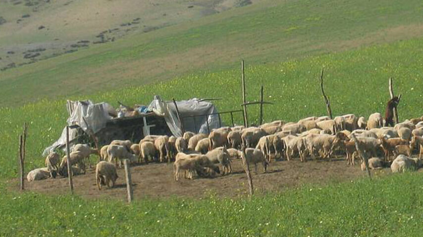 Ανατ. Μακεδονία-Θράκη: Ξεκινά η υπογραφή συμβάσεων μεταξύ Δημοσίου και Κτηνιάτρων Εκτροφής