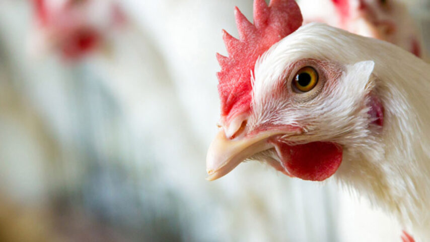 Ευκαιρίες για τους Έλληνες εξαγωγείς κρέατος πουλερικών