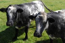Υποχρεωτική αναγραφή προέλευσης και σήματα ποιότητας στο επίκεντρο των Βρετανών κτηνοτρόφων