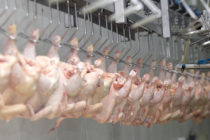 Ασφαλές για κατανάλωση το κρέας πουλερικών λένε οι ειδικοί, μετά τον Η5Ν8 σε ανθρώπους στη Ρωσία
