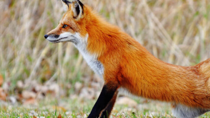 Ξεκινά ο εναέριος εμβολιασμός των κόκκινων αλεπούδων για προστασία από τη λύσσα