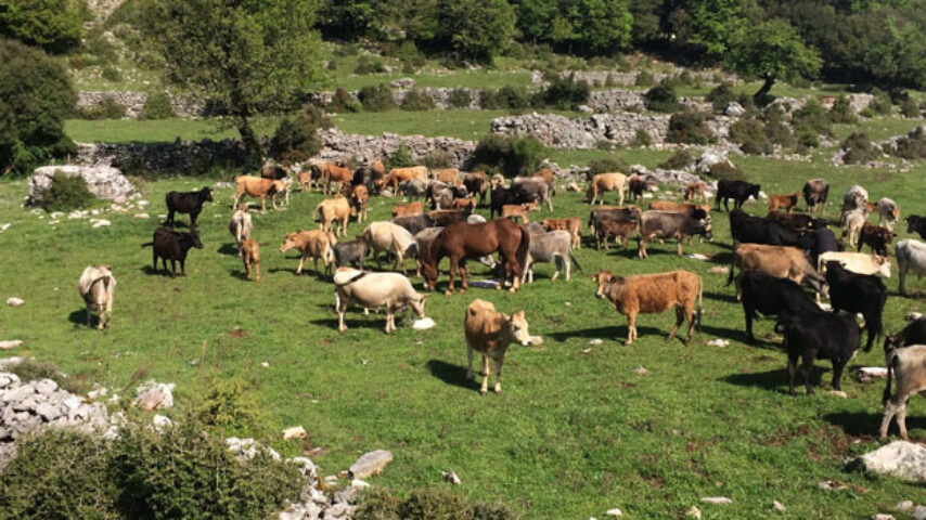690 κτηνοτρόφοι στο πρόγραμμα Διατήρησης Αυτόχθονων Φυλών