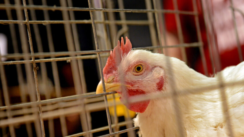 Κατάργηση των κλουβιών για εκτρεφόμενα ζώα θα προτείνει η Κομισιόν