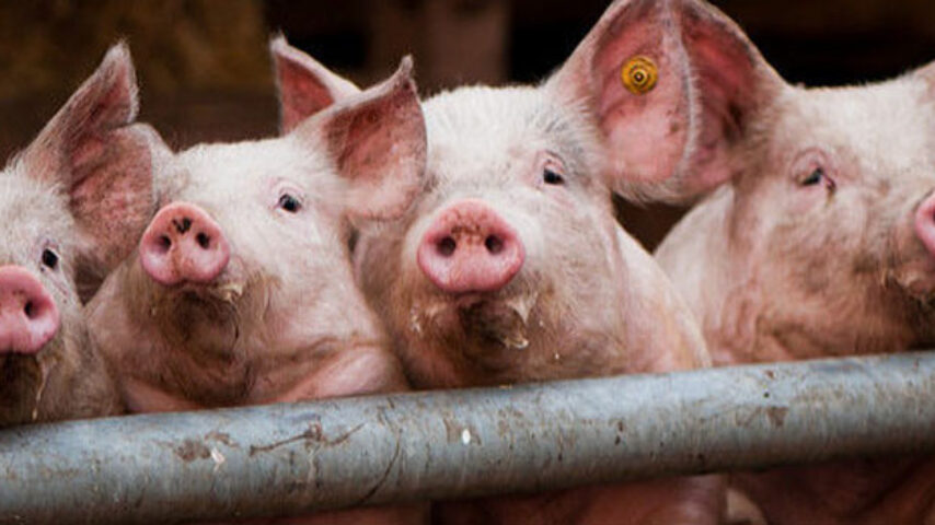 EU PIG με ευρωπαϊκή χρηματοδότηση για την καινοτομία στον κλάδο του χοιρινού