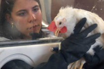 Ιδιαίτερη προσοχή για τη γρίπη των πτηνών φέτος συνιστά η EFSA