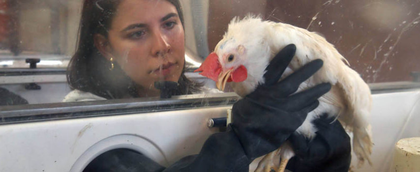 Σε συναγερμό ξανά η Ευρώπη για τη γρίπη των πουλερικών