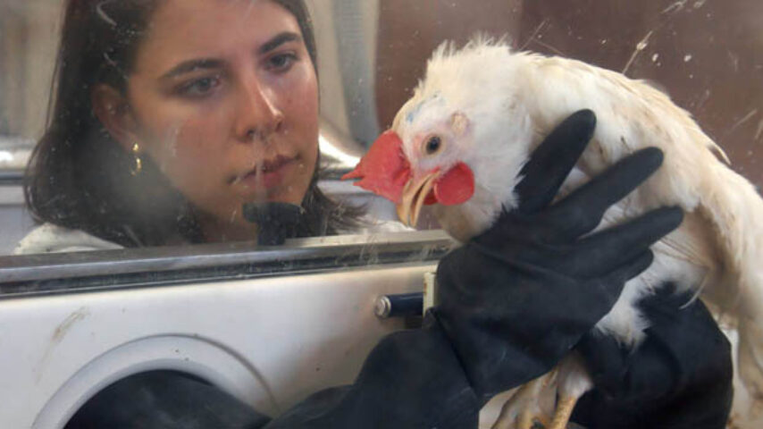 Επαγρύπνηση και στην Ελλάδα για τη γρίπη των πτηνών