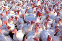 Επιβεβαιώθηκε η εμφάνιση της γρίπης των πτηνών σε φάρμα με γαλοπούλες στην Αγγλία
