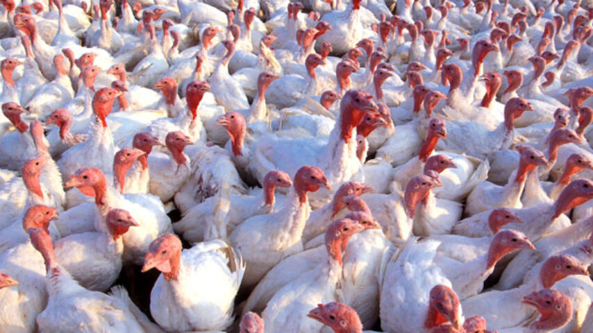 Η γρίπη των πουλερικών εξαπλώνεται στην ανατολική Ευρώπη (upd)