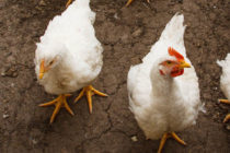 Δύο νέες εστίες γρίπης των πτηνών σε οικόσιτες εκμεταλλεύσεις