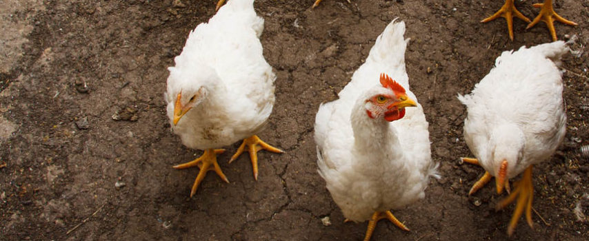 Δύο τα κρούσματα, αυξημένη εγρήγορση για τη γρίπη των πτηνών