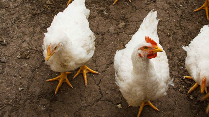 Δύσκολος Νοέμβριος για τη βόρεια Ευρώπη με επέλαση της γρίπης των πουλερικών σε εκμεταλλεύσεις