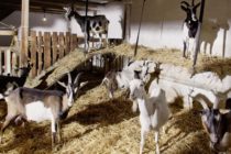ΠΑΑ: 130 εκατ. για βιολογικά βοοειδή και αιγοπρόβατα – Αιτήσεις, 16/02 έως 16/03/2022