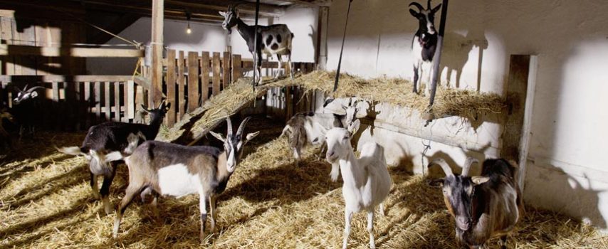 Προδημοσίευση για βιολογική γεωργία και κτηνοτροφία – Δικαιούχοι και κριτήρια επιλεξιμότητας