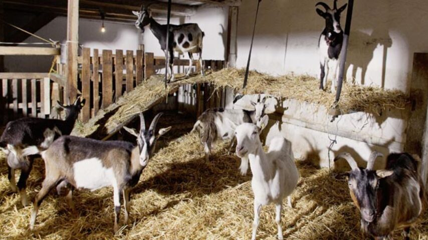 ΠΑΑ: 130 εκατ. για βιολογικά βοοειδή και αιγοπρόβατα – Αιτήσεις, 16/02 έως 16/03/2022
