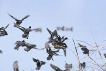 Κρούσματα γρίπης των πτηνών στη λίμνη Βόλβη