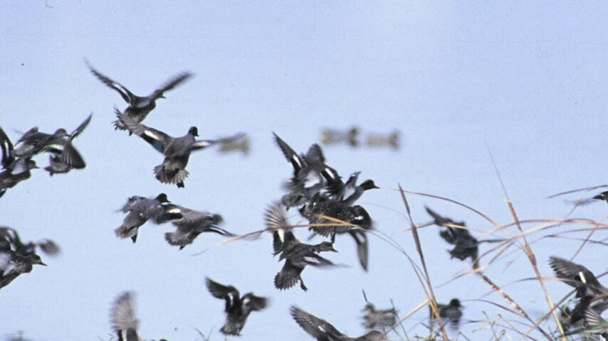 Κρούσματα γρίπης των πτηνών στη λίμνη Βόλβη