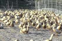 Και τη Ρουμανία έπληξε η γρίπη των πουλερικών – Νέο κρούσμα στην Ουγγαρία