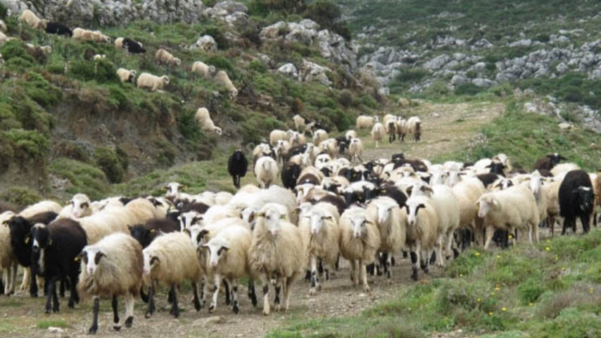 Έκτακτη στήριξη 1,68 εκατ. στους κτηνοτρόφους νησιών του Αιγαίου