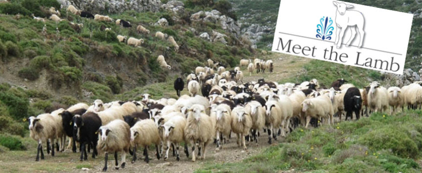 Δράσεις σε εξέλιξη και επόμενα βήματα του Meet the Lamb