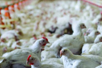 Στη Ρωσία εντόπισαν το πρώτο κρούσμα γρίπης των πτηνών H5N8 στον άνθρωπο