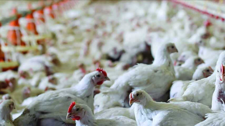 Δύο προγράμματα προώθησης χοιρινού και κρέατος πουλερικών υπέβαλε στην Ε.Ε. η ΕΔΟΚ