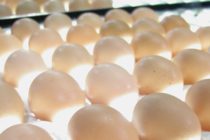 Ολλανδία: Έλεγχοι και στο κρέας πουλερικών μετά το σκάνδαλο των αυγών – Έκτακτη σύσκεψη ετοιμάζει η Κομισιόν (upd)