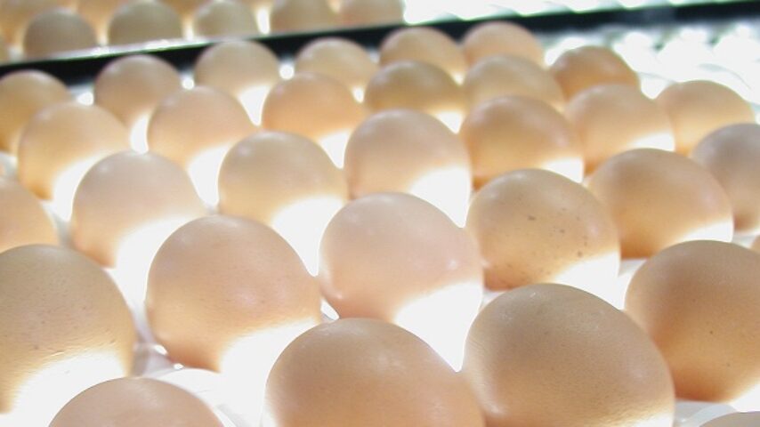 Ολλανδία: Έλεγχοι και στο κρέας πουλερικών μετά το σκάνδαλο των αυγών – Έκτακτη σύσκεψη ετοιμάζει η Κομισιόν (upd)