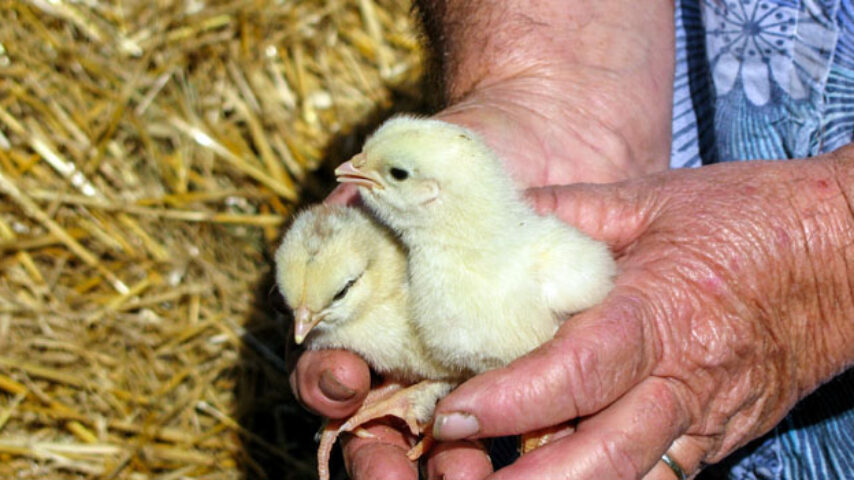 Νέα «τρύπα» στον ΦΠΑ ζώντων ζώων – Πρόβλημα για τον πτηνοτροφικό κλάδο